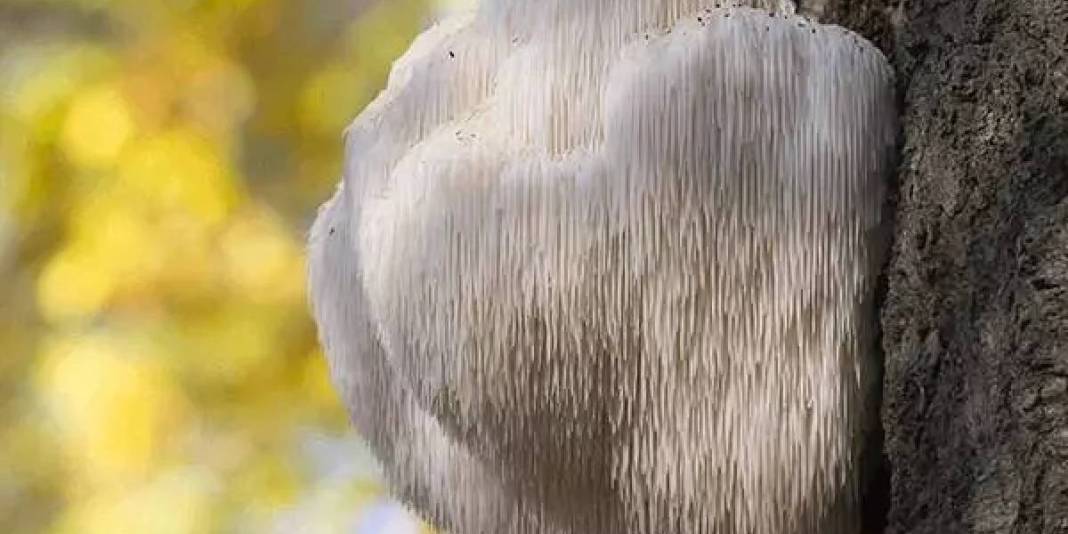 Karadeniz’in doğal ortamında keşfetti! Bildiğiniz tüm mantarları unutun: Balkonda yetiştirerek kilosunu 2000 TL’ye satıyor 3